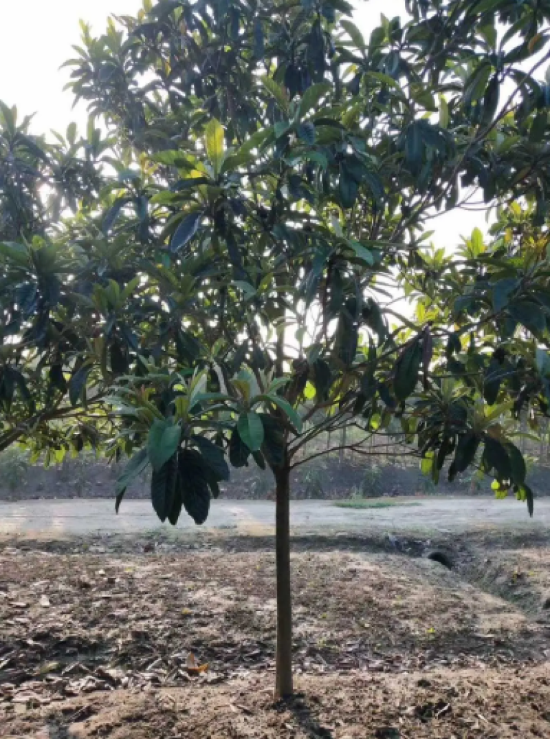 枇杷树苗圃长年供应各种规格2-12公分量大价优可视频