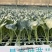 冬季耐寒优质西蓝花苗翡翠11号苗好价优对接全国