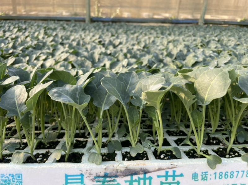 冬季耐寒优质西蓝花苗翡翠11号苗好价优对接全国