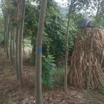 栾树各种规格苗木基地直供量大价优可视频看货到地考察