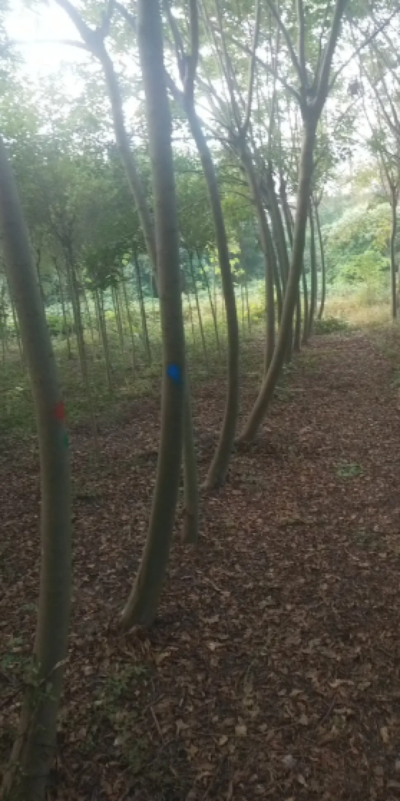 栾树各种规格苗木基地直供量大价优可视频看货到地考察