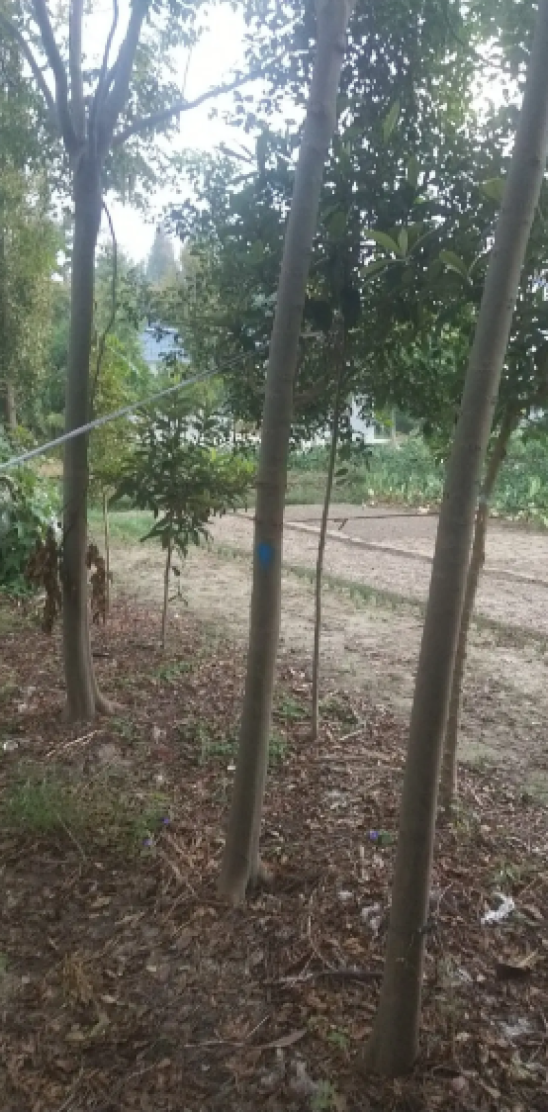 栾树各种规格苗木基地直供量大价优可视频看货到地考察