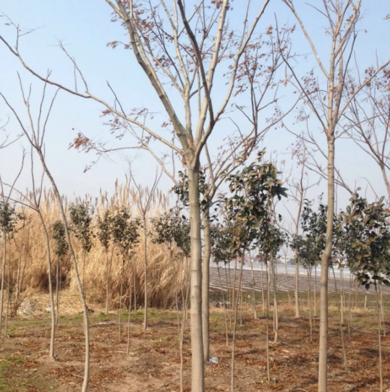 栾树各种规格苗木基地直供量大价优可视频看货到地考察