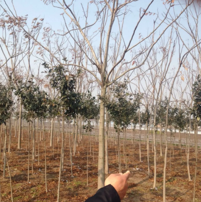 栾树各种规格苗木基地直供量大价优可视频看货到地考察
