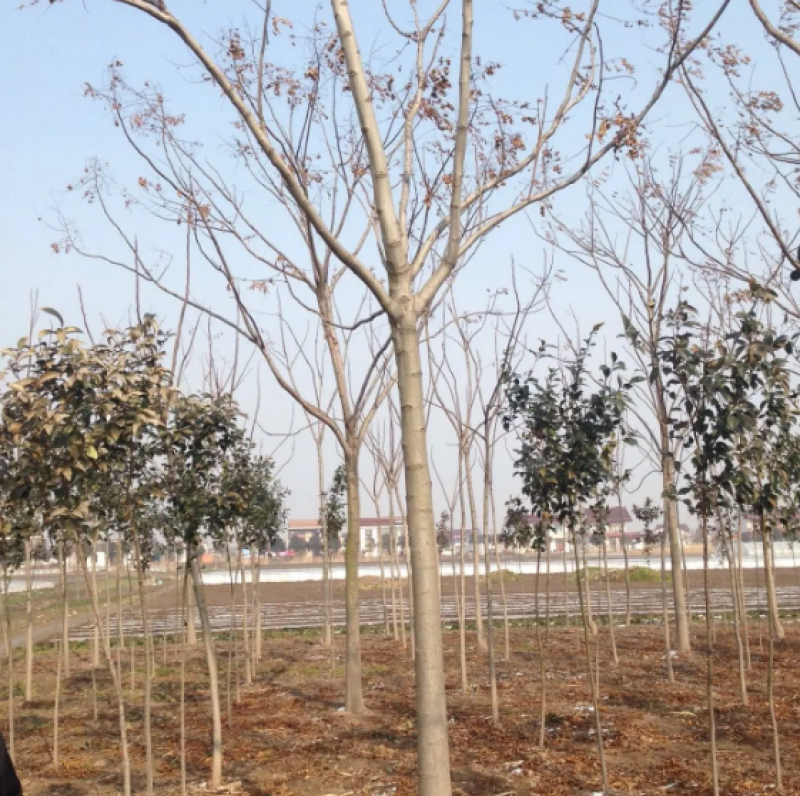 栾树各种规格苗木基地直供量大价优可视频看货到地考察