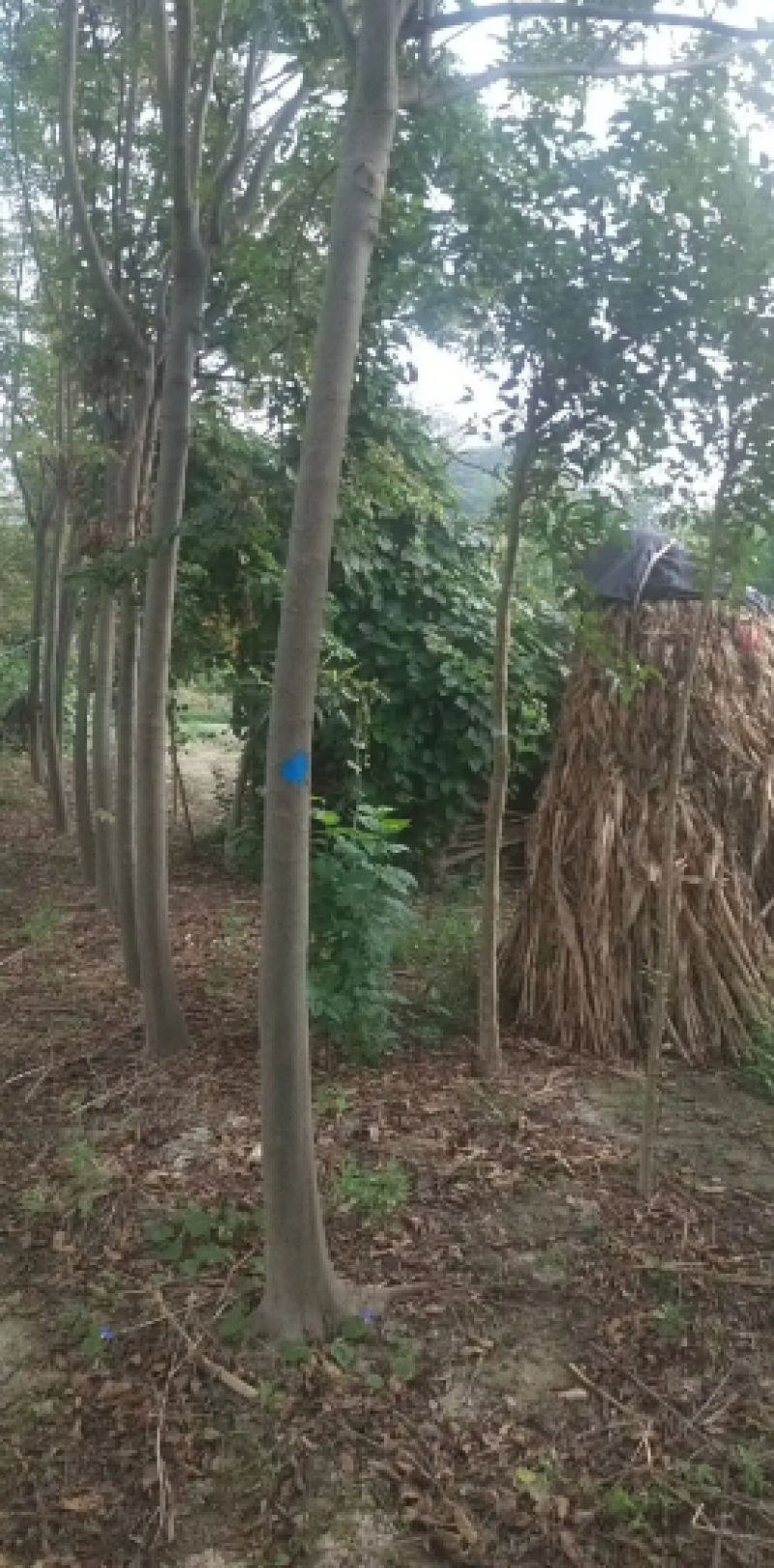 栾树各种规格苗木基地直供量大价优可视频看货到地考察
