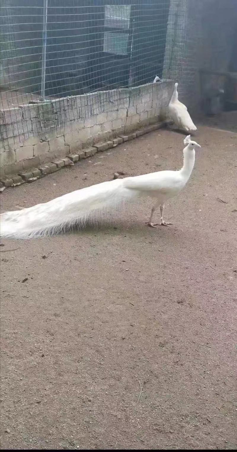 孔雀孔雀苗蓝动物园景观观赏动物舞台剧团零售批发均可