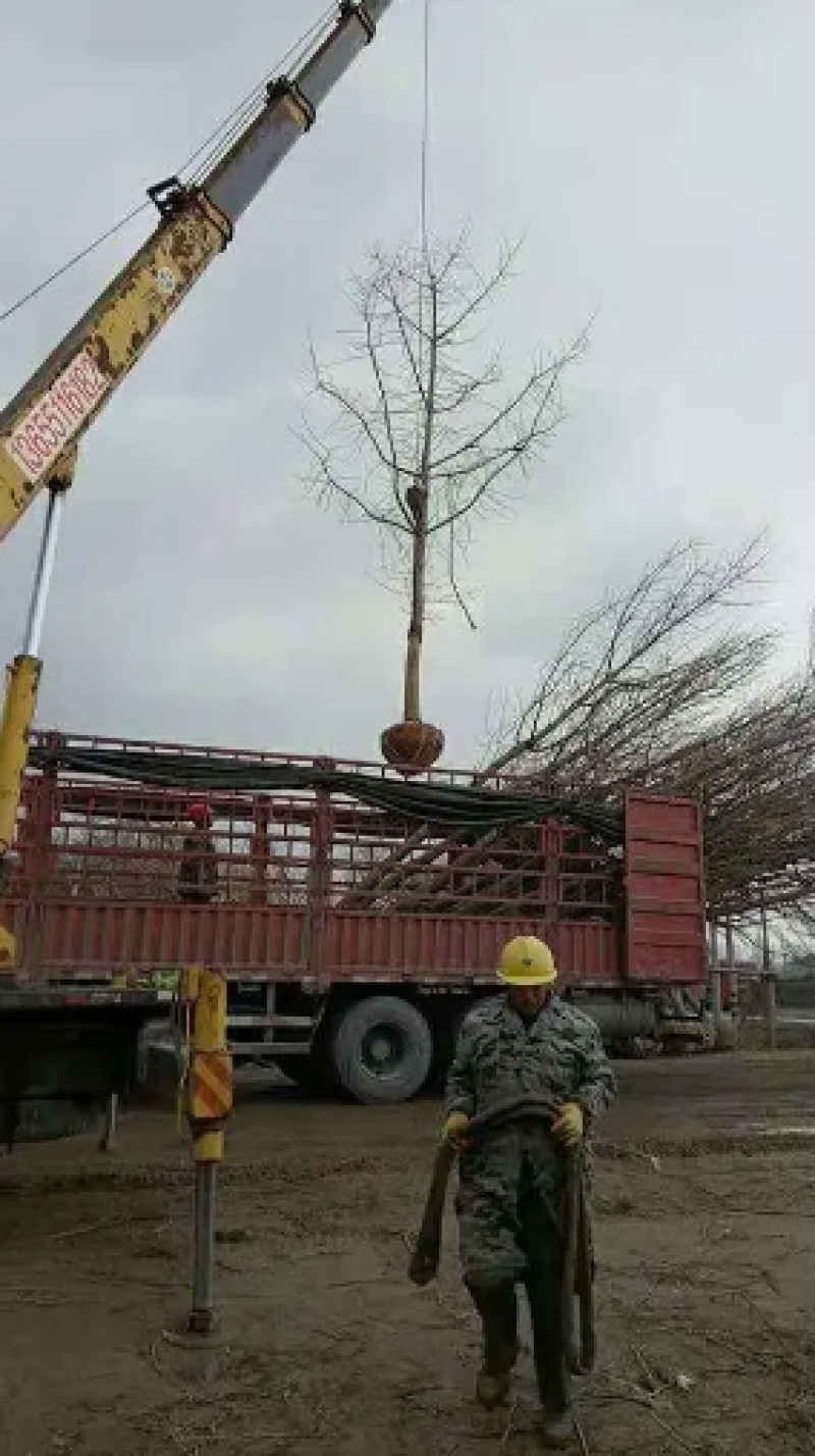 银杏树苗圃直发价格美丽可视频看货或到苗圃看货拉货
