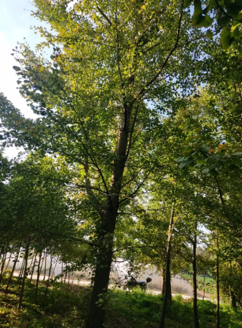 银杏树苗圃直发价格美丽可视频看货或到苗圃看货拉货