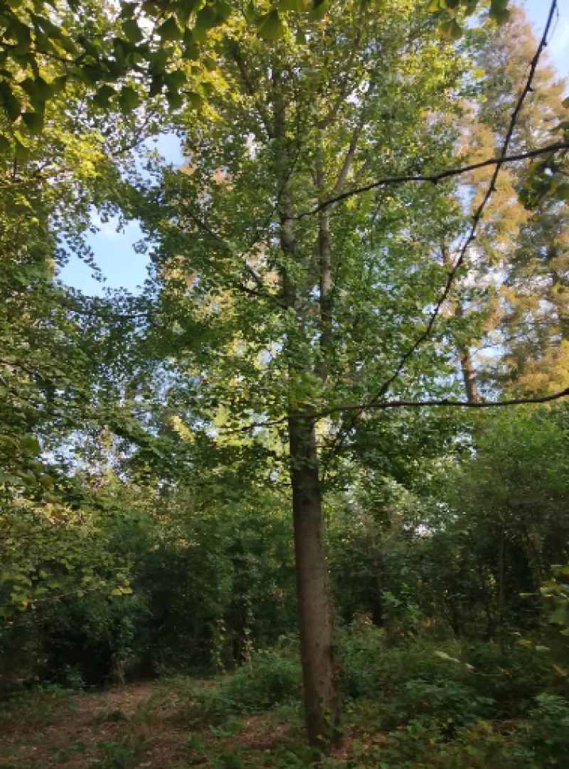 银杏树苗圃直发价格美丽可视频看货或到苗圃看货拉货