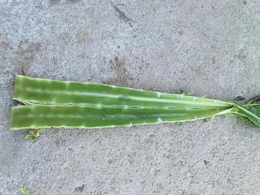 豆绿莴苣植株特写