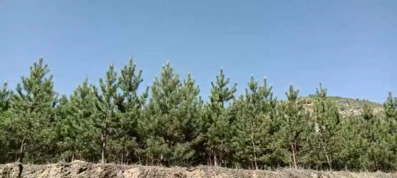 油松的自然生长环境