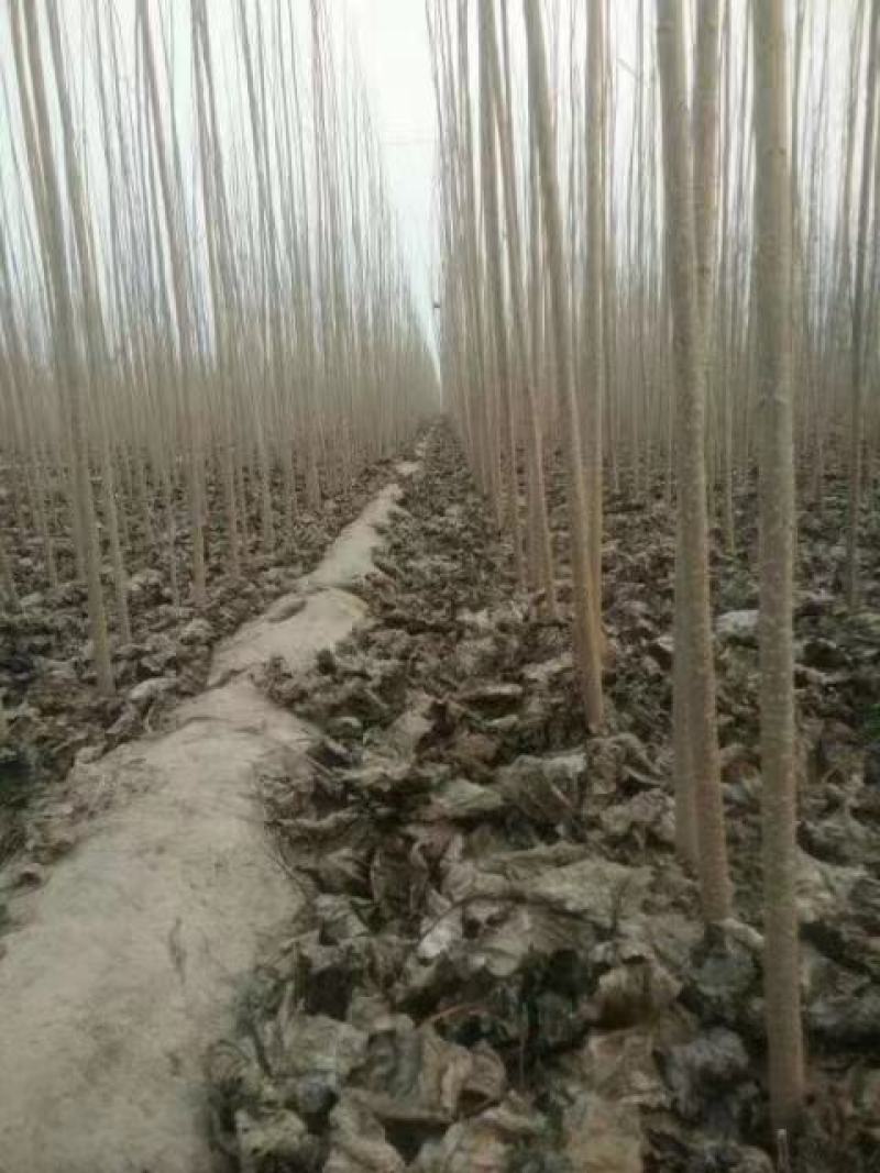杨树苗树苗批发107202538043412