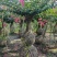 1.2米紫薇花出售中，精品紫薇花瓶基地供应中，四川红花紫