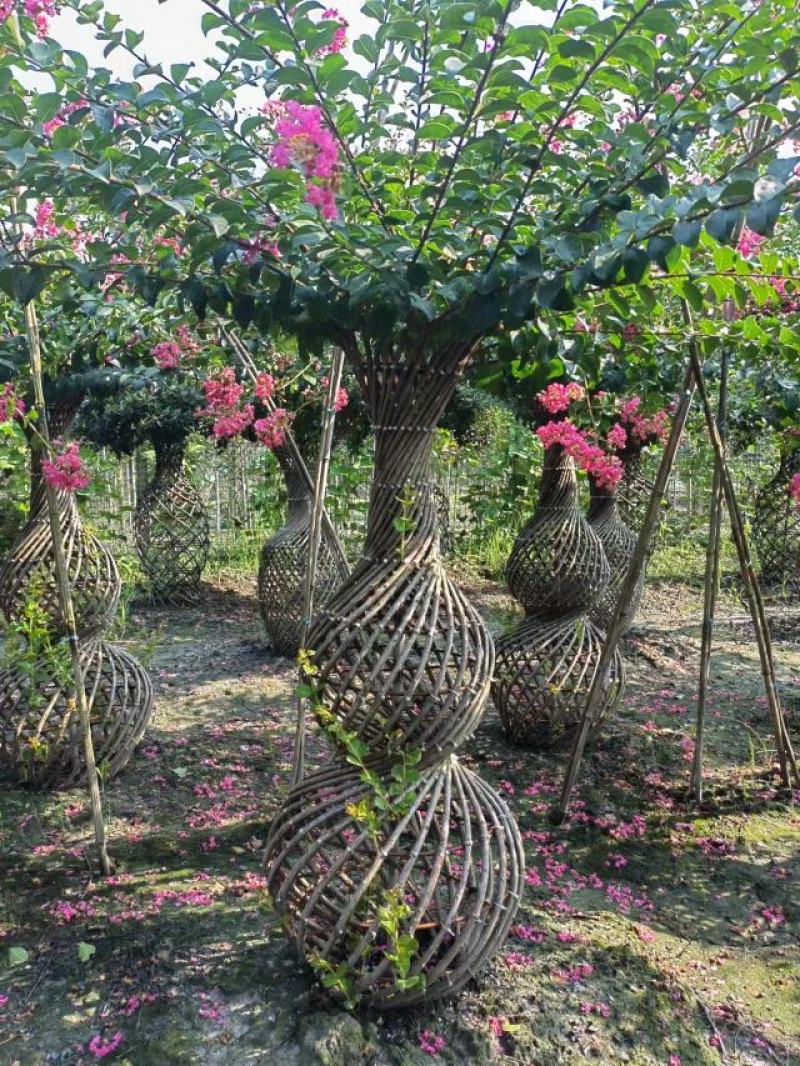 1.2米紫薇花出售中，精品紫薇花瓶基地供应中，四川红花紫