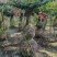 1.2米紫薇花出售中，精品紫薇花瓶基地供应中，四川红花紫