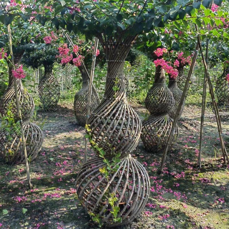 1.2米紫薇花出售中，精品紫薇花瓶基地供应中，四川红花紫