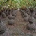 1.2米紫薇花出售中，精品紫薇花瓶基地供应中，四川红花紫