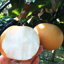 秋月梨树苗大果型纯甜无渣丰产易管理保证品种