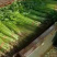 【芹菜】山东聊城精品小香芹，量大，一手货源欢迎联系