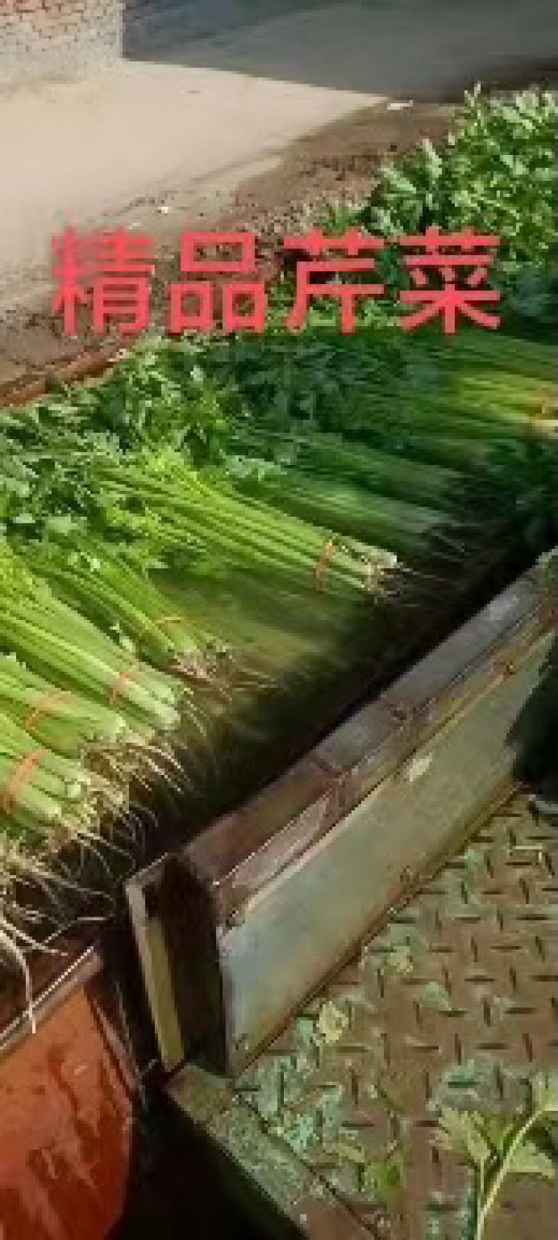 【芹菜】山东聊城精品小香芹，量大，一手货源欢迎联系