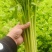 【芹菜】山东聊城精品小香芹，量大，一手货源欢迎联系