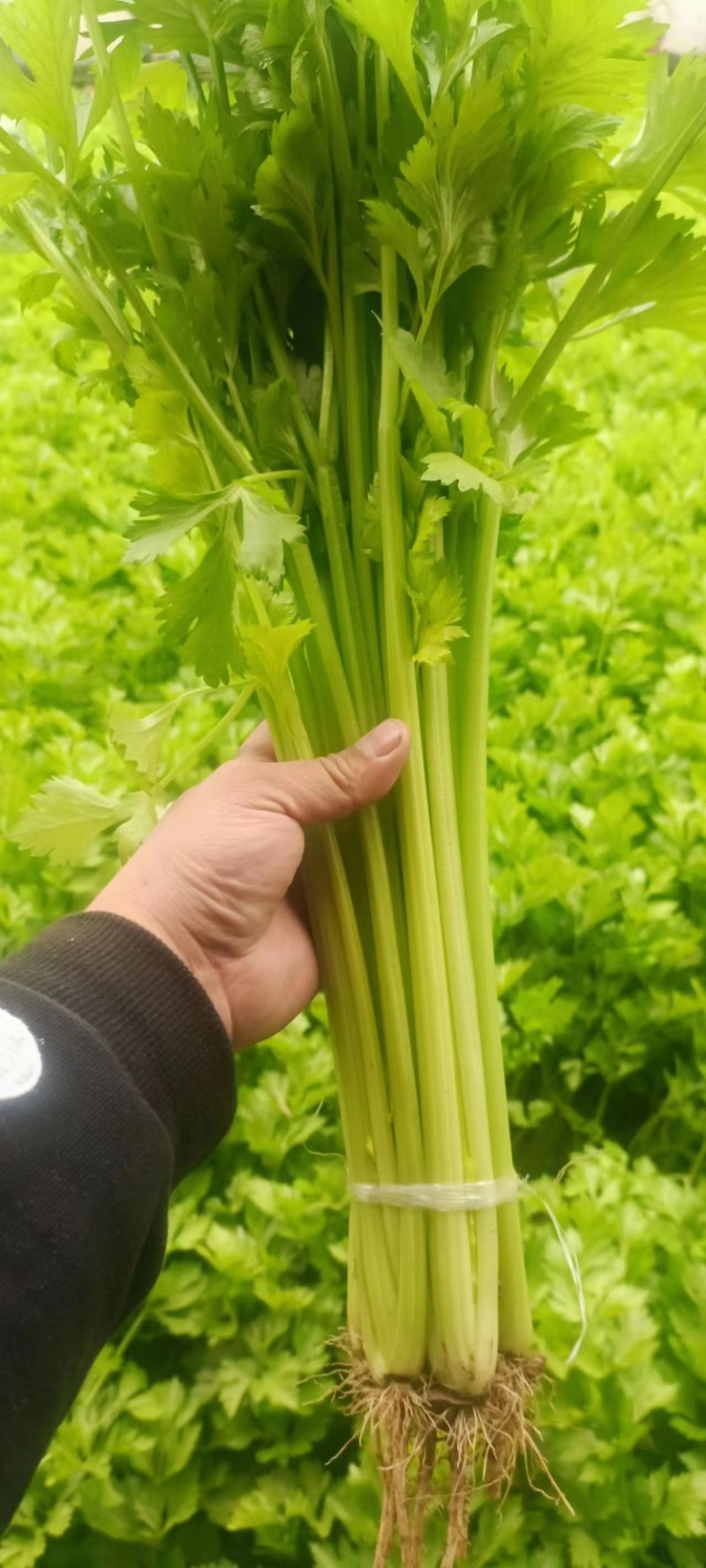 【芹菜】山东聊城精品小香芹，量大，一手货源欢迎联系