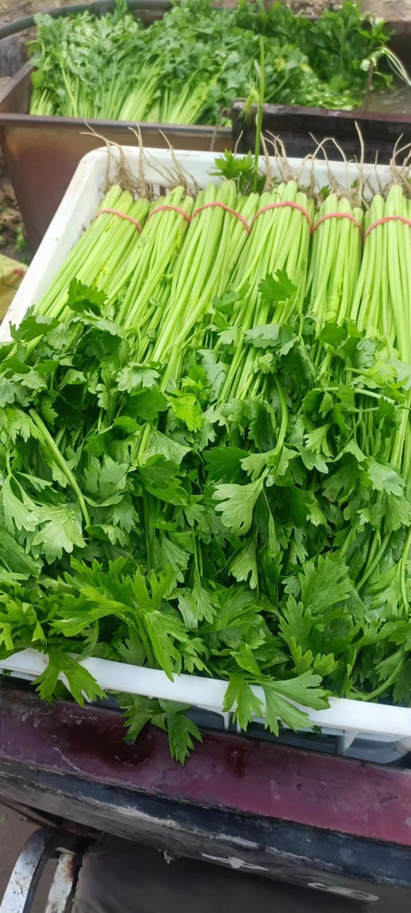 【芹菜】山东聊城精品小香芹，量大，一手货源欢迎联系