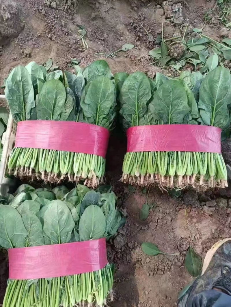 【山东菠菜】大叶菠菜；大量上市货源充足现采现发