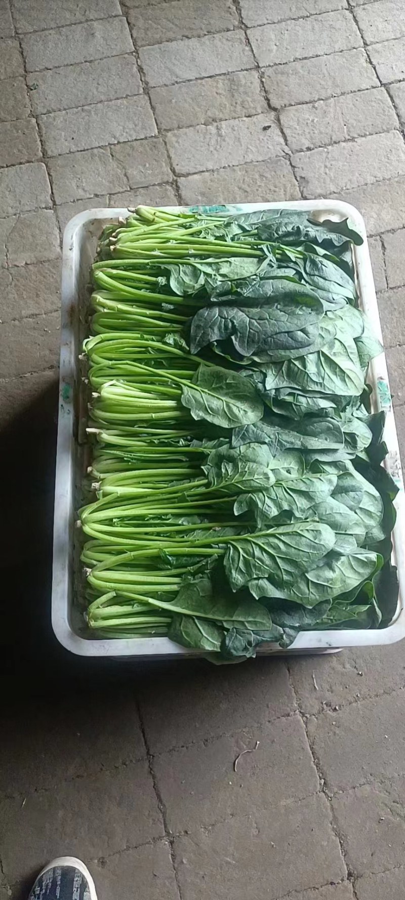 【山东菠菜】大叶菠菜；大量上市货源充足现采现发