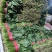 【山东菠菜】大叶菠菜；大量上市货源充足现采现发