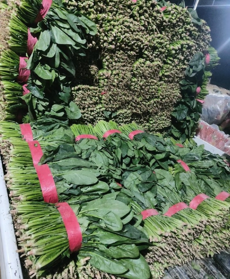 【山东菠菜】大叶菠菜；大量上市货源充足现采现发