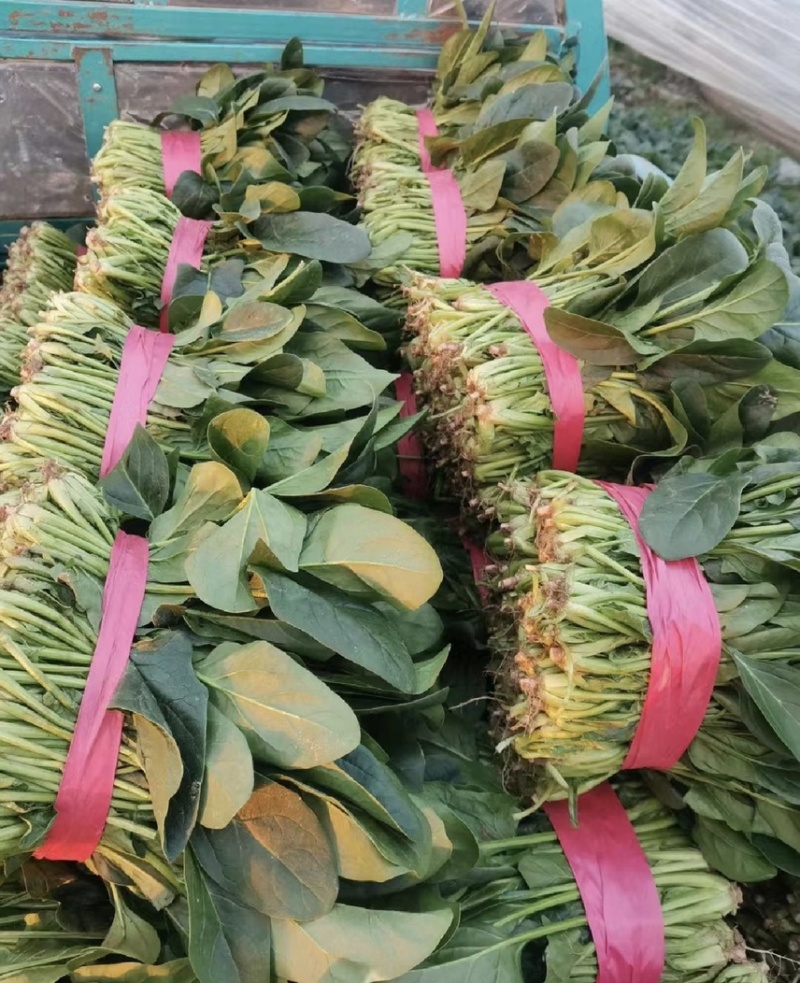 【山东菠菜】大叶菠菜；大量上市货源充足现采现发