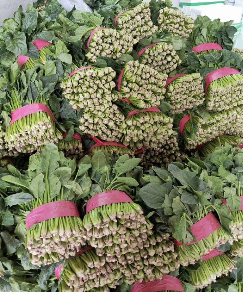 【山东菠菜】大叶菠菜；大量上市货源充足现采现发