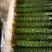 大荔县优质密刺黄瓜，可供高中低档各类客户，视频看货。