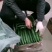 大荔县优质密刺黄瓜，可供高中低档各类客户，视频看货。