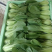 【基地直供】山东油菜上海青精品油菜海量货源