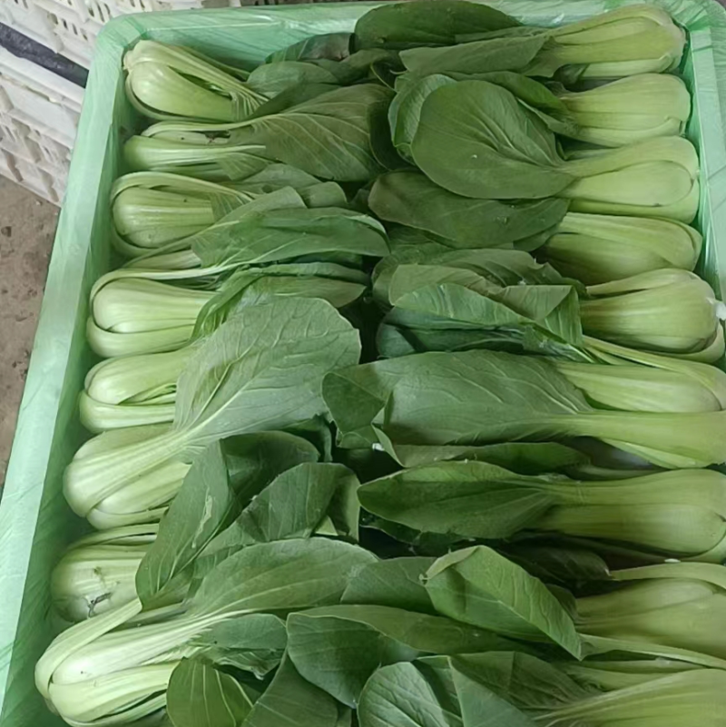 【基地直供】山东油菜上海青精品油菜海量货源