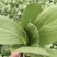 【基地直供】山东油菜上海青精品油菜海量货源
