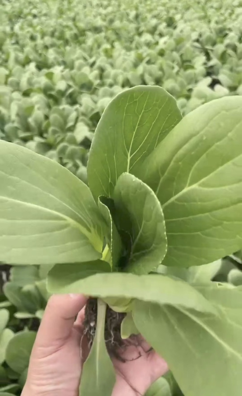 【基地直供】山东油菜上海青精品油菜海量货源