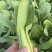 【基地直供】山东油菜上海青精品油菜海量货源