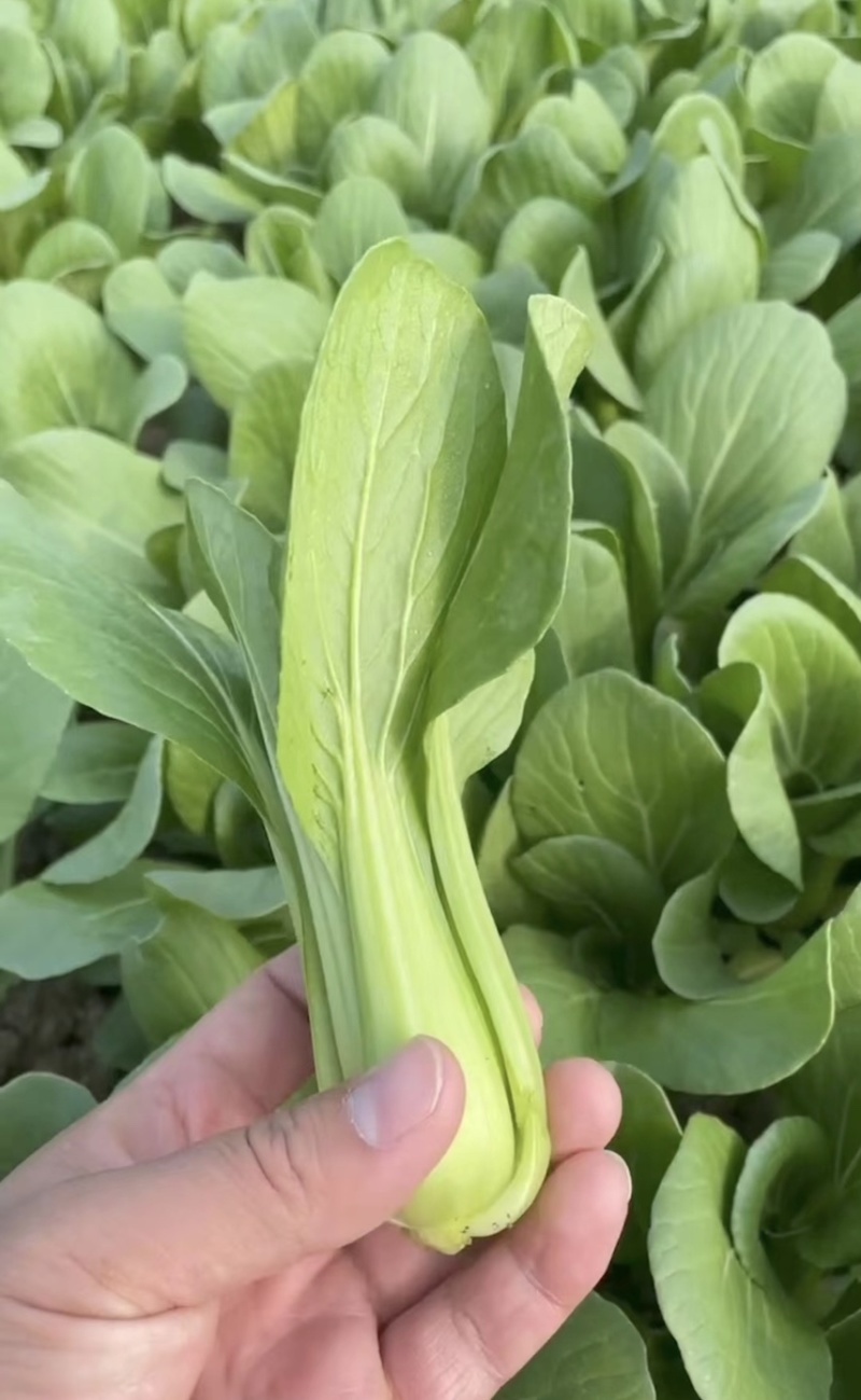 【基地直供】山东油菜上海青精品油菜海量货源