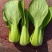 【基地直供】山东油菜上海青精品油菜海量货源