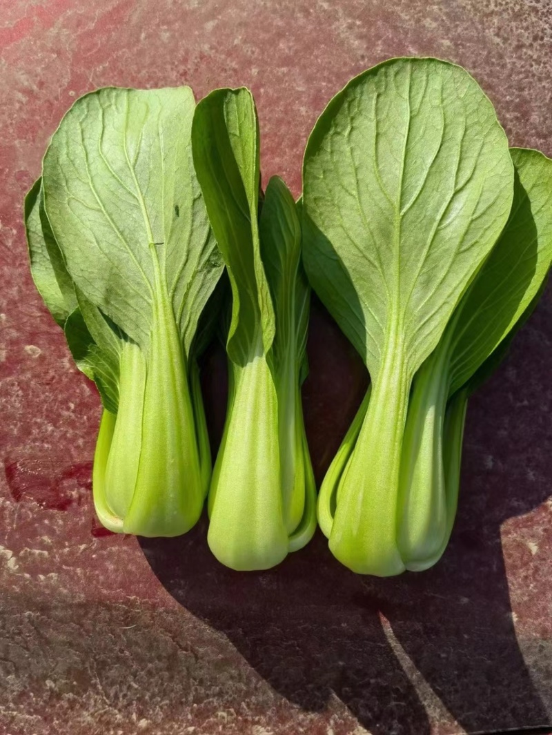 【基地直供】山东油菜上海青精品油菜海量货源