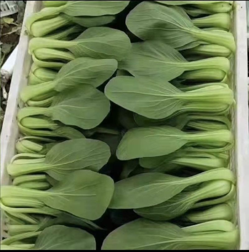 【基地直供】山东油菜上海青精品油菜海量货源