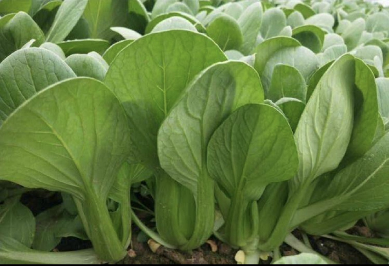 【基地直供】山东油菜上海青精品油菜海量货源
