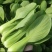 【基地直供】山东油菜上海青精品油菜海量货源
