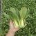 【基地直供】山东油菜上海青精品油菜海量货源