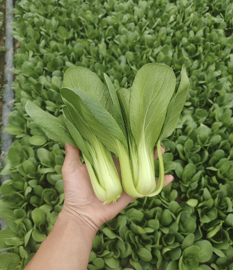 【基地直供】山东油菜上海青精品油菜海量货源