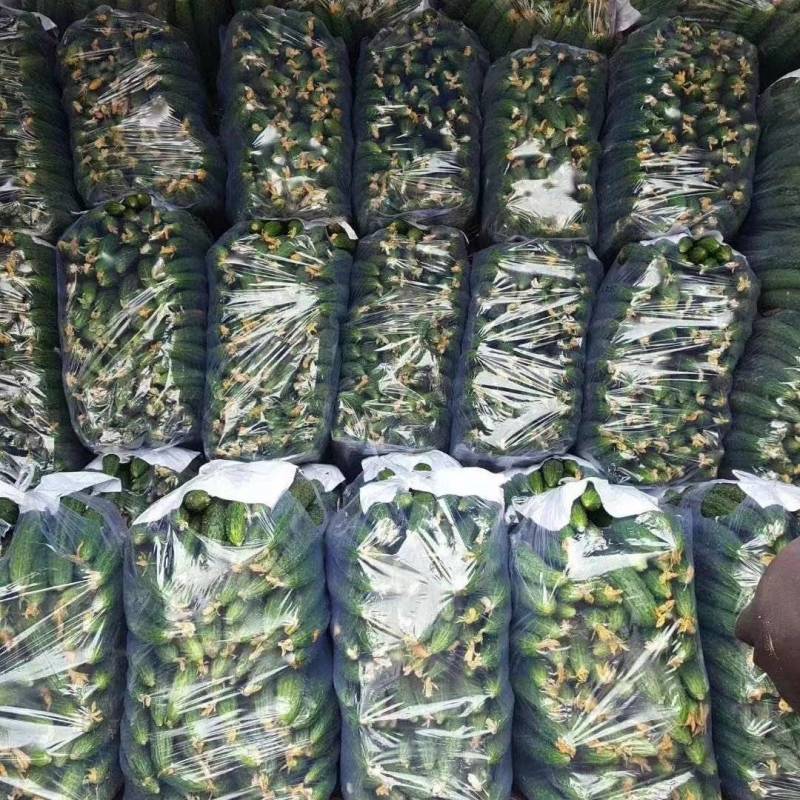 夏邑精品密刺黄瓜产地直发一手货源多年代办代收